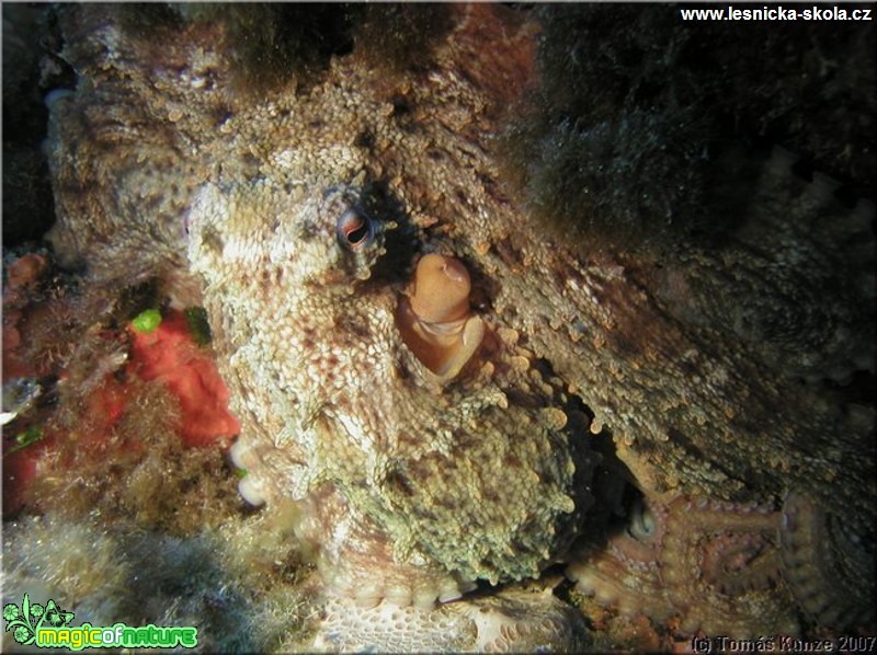 Podmořský život na Elba Isola - Foto Tomáš Kunze  (9)