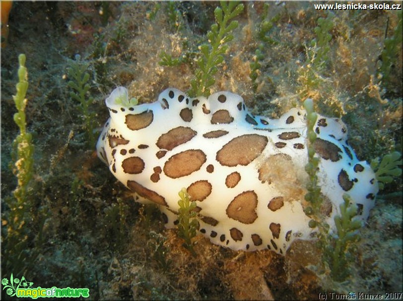 Podmořský život na Elba Isola - Foto Tomáš Kunze  (12)