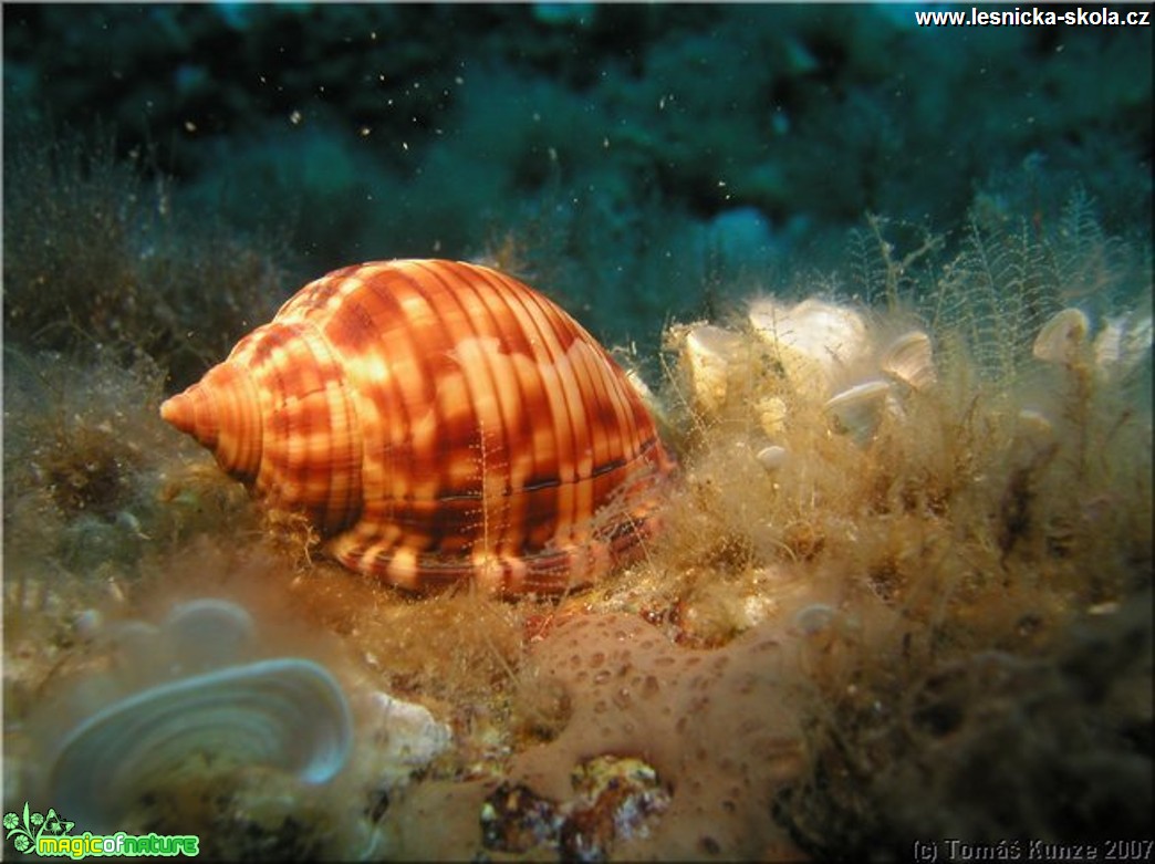 Podmořský život na Elba Isola - Foto Tomáš Kunze  (16)