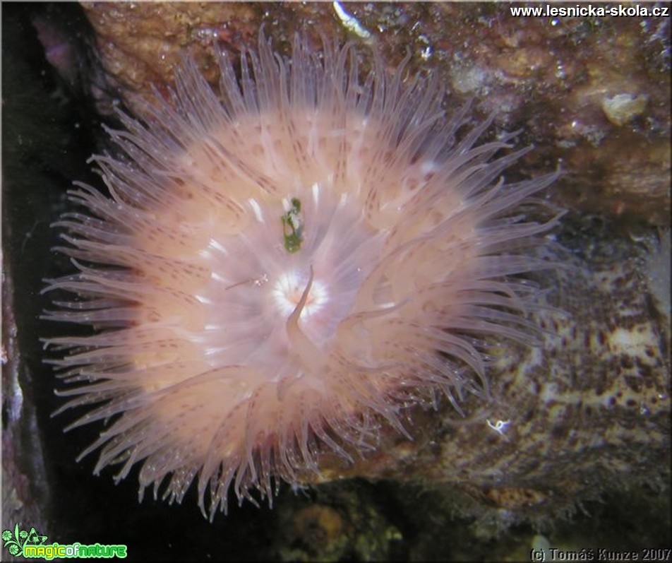 Podmořský život na Elba Isola - Foto Tomáš Kunze  (22)