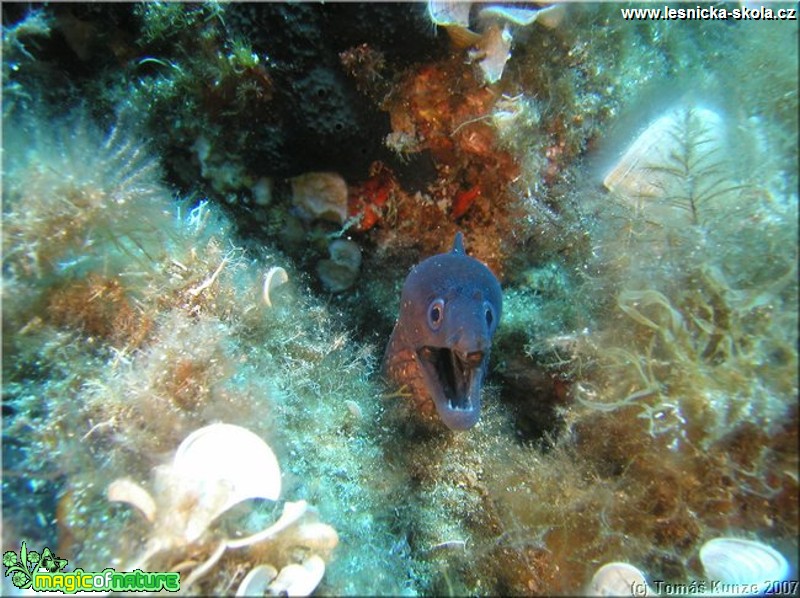 Podmořský život na Elba Isola - Foto Tomáš Kunze  (24)