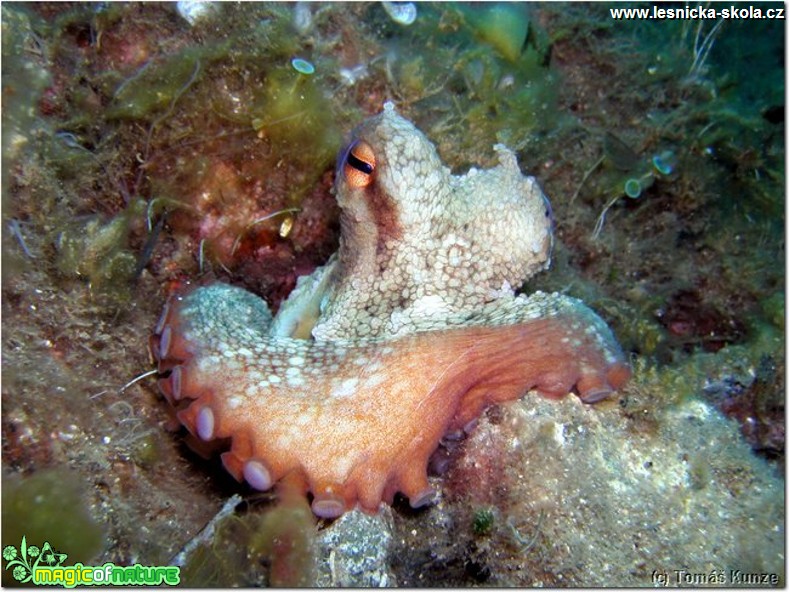 Podmořský život na Elba Isola - Foto Tomáš Kunze  (25)