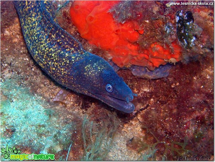 Podmořský život na Elba Isola - Foto Tomáš Kunze  (27)