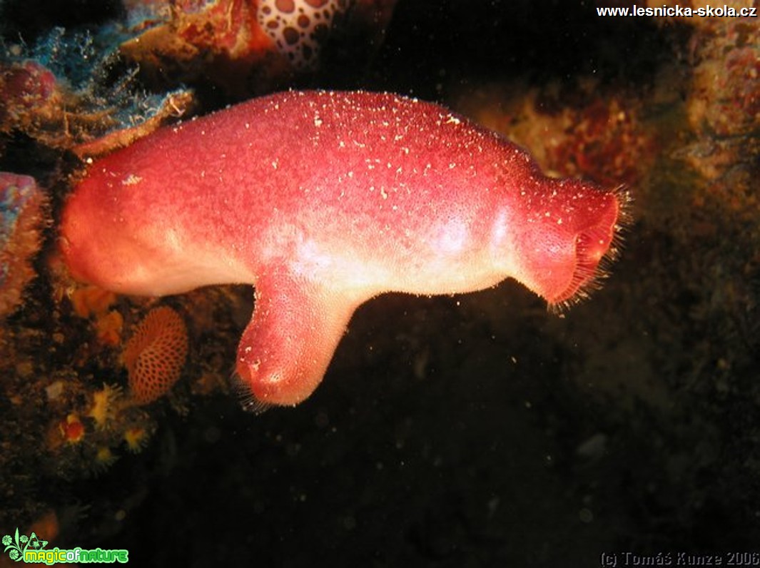 Podmořský život na Elba Isola - Foto Tomáš Kunze  (32)