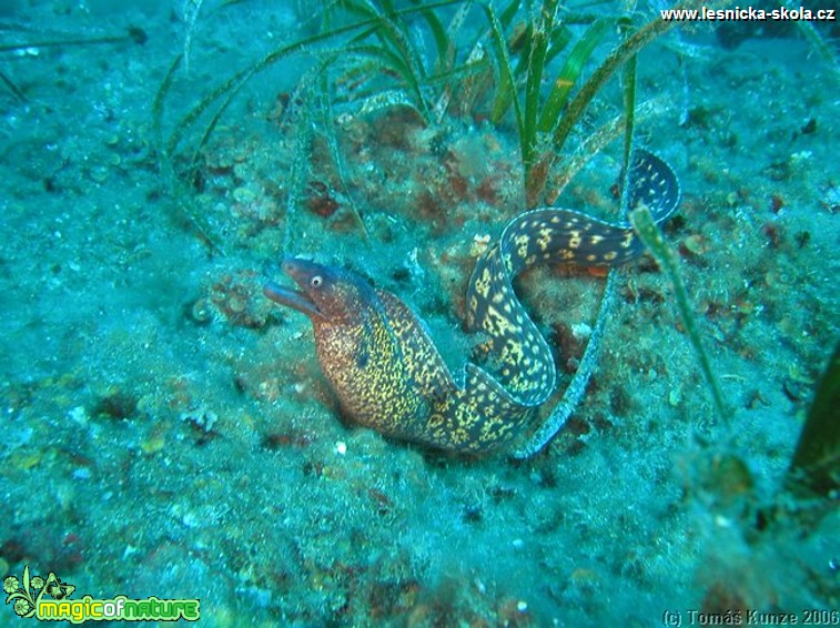 Podmořský život na Elba Isola - Foto Tomáš Kunze  (42)