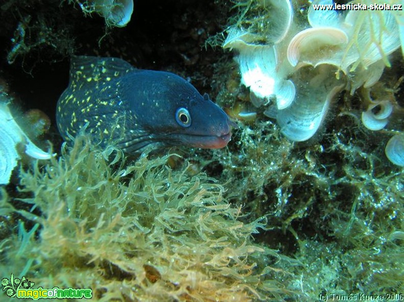 Podmořský život na Elba Isola - Foto Tomáš Kunze  (49)