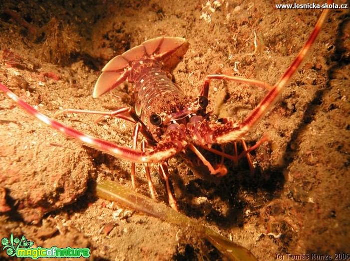 Podmořský život na Elba Isola - Foto Tomáš Kunze  (50)