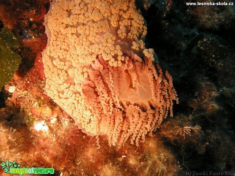 Podmořský život na Elba Isola - Foto Tomáš Kunze  (51)