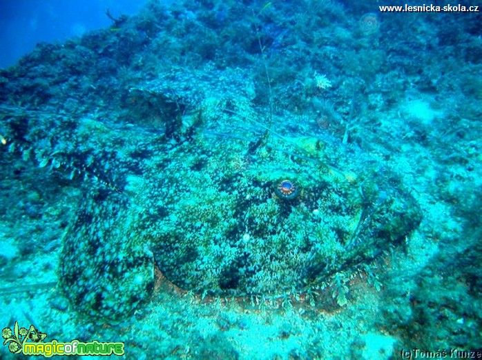 Podmořský život na Elba Isola - Foto Tomáš Kunze  (57)