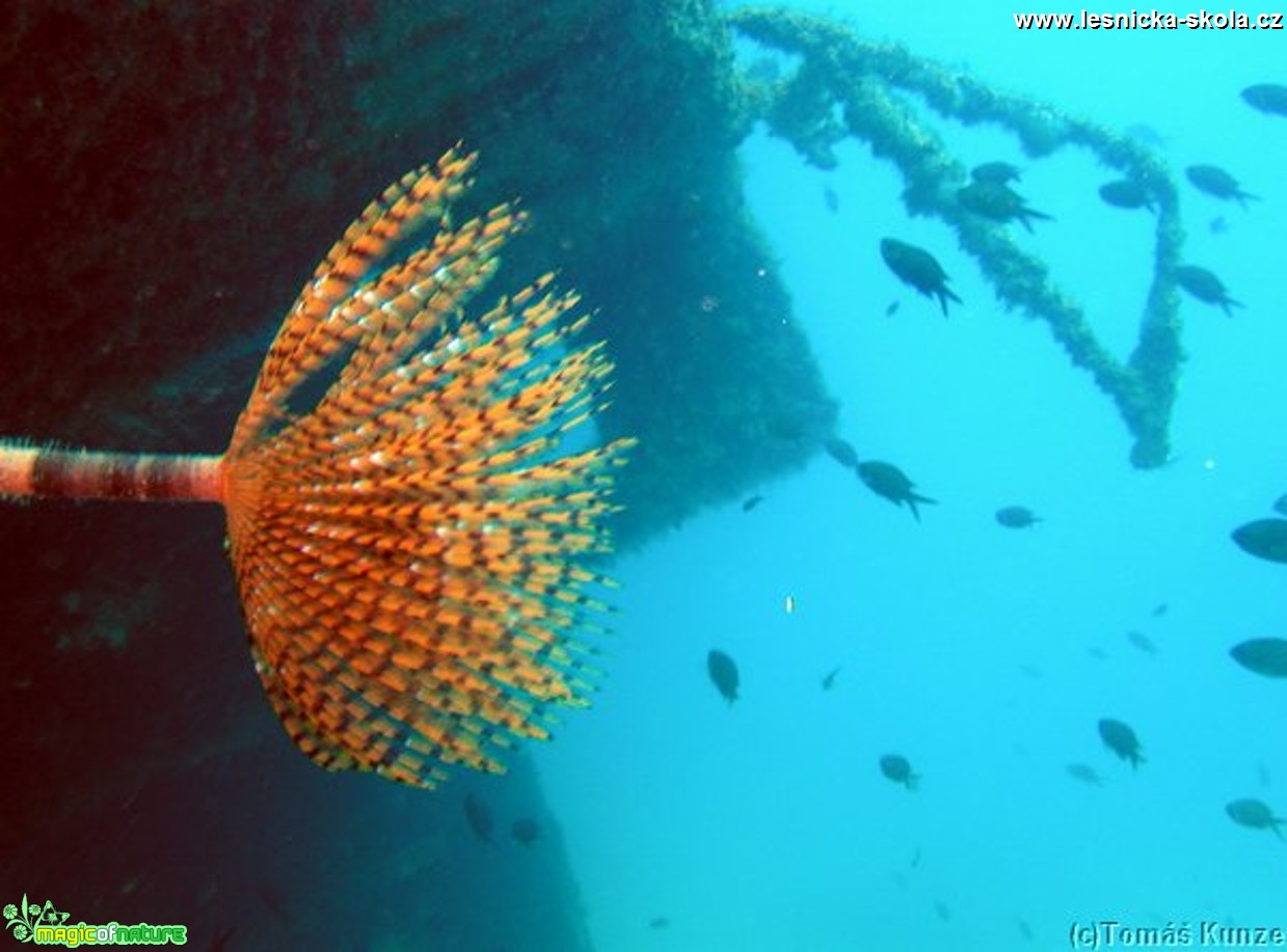 Podmořský život na Elba Isola - Foto Tomáš Kunze  (65)