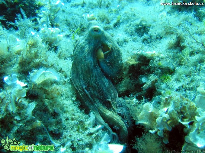 Podmořský život na Elba Isola - Foto Tomáš Kunze  (69)