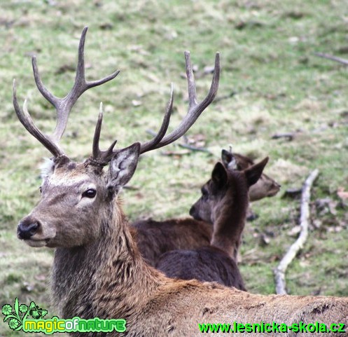 Jelen lesní - Cervus elaphus (1) - Foto Lukáš Janata