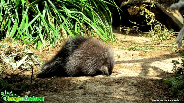 Urzon kanadský -  Erethizon dorsatum - Foto Rasťo Salčík