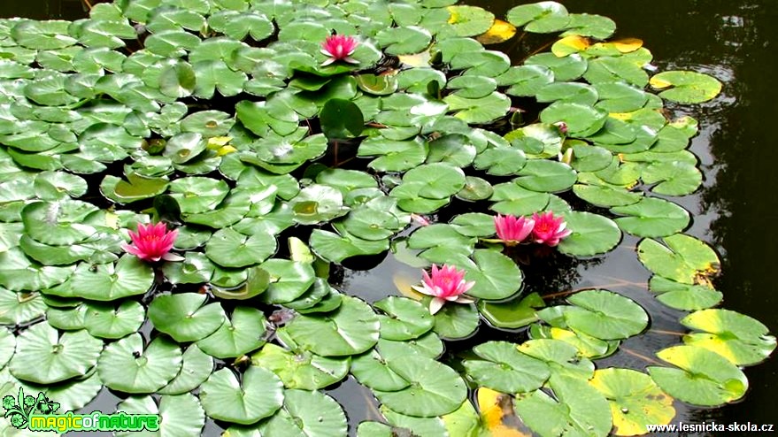 Leknín - Nymphaea - Foto Rasťo Salčík