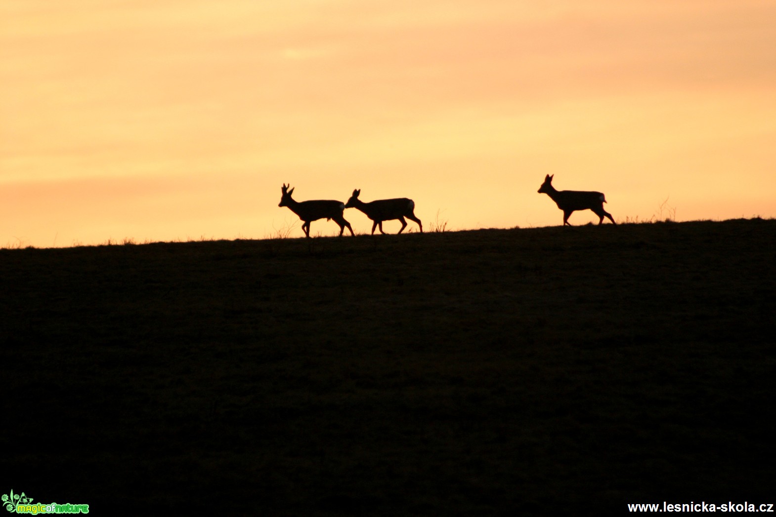 Srnčí zvěř na horizontu - Foto Gerd Ritschel (2)