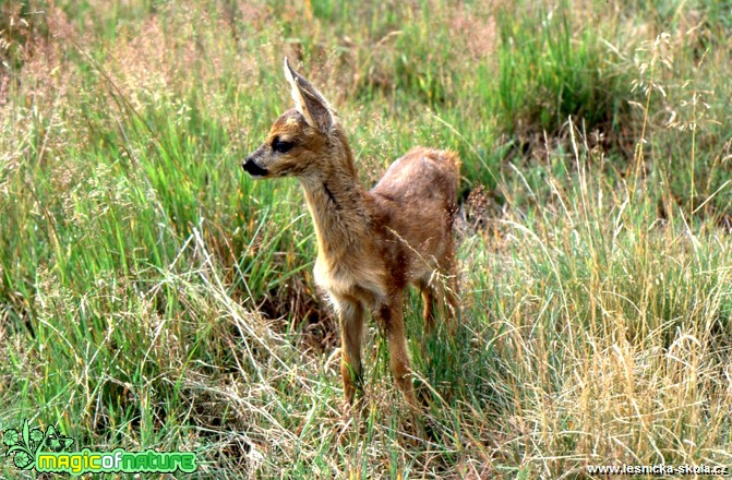 Srnče -Capreolus capreolus - Foto Gerd Ritschel (1)