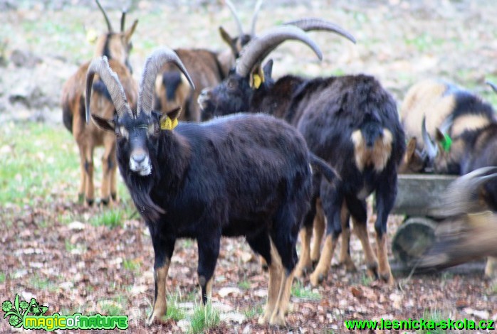 Koza bezoárová - Capra aegagrus (2) - Foto Lukáš Janata