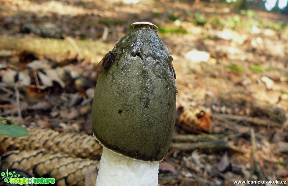 Hadovka smrdutá - Phallus impudicus (2) - Foto Pavel Stančík