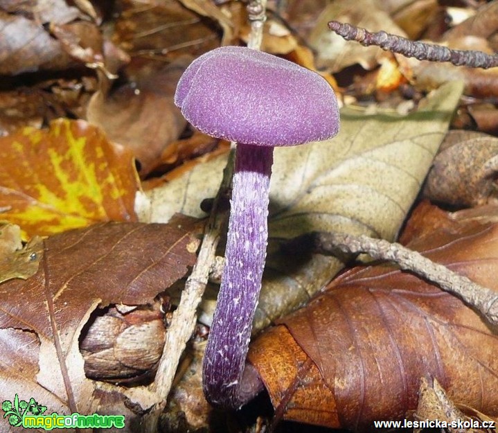 Lakovka ametystová - Laccaria amethystina - Foto Pavel Stančík