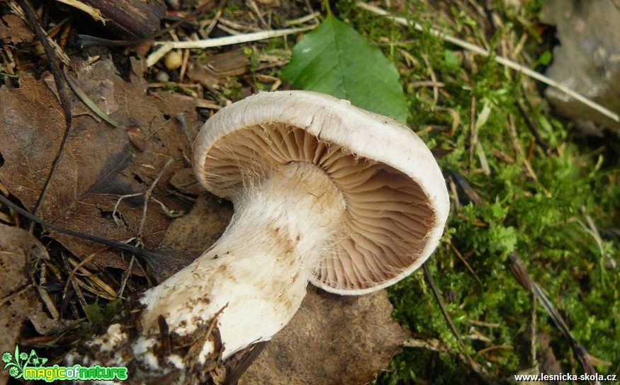 Pavučinec - Cortinarius - Foto Pavel Stančík