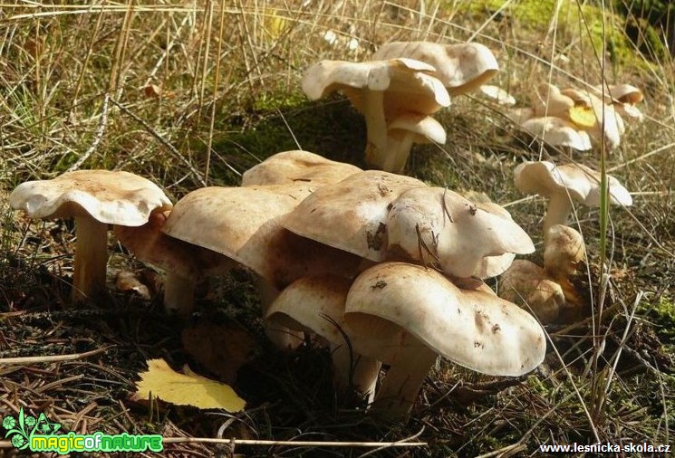 Penízovka skvrnitá - Rhodocollybia maculata - Foto Pavel Stančík