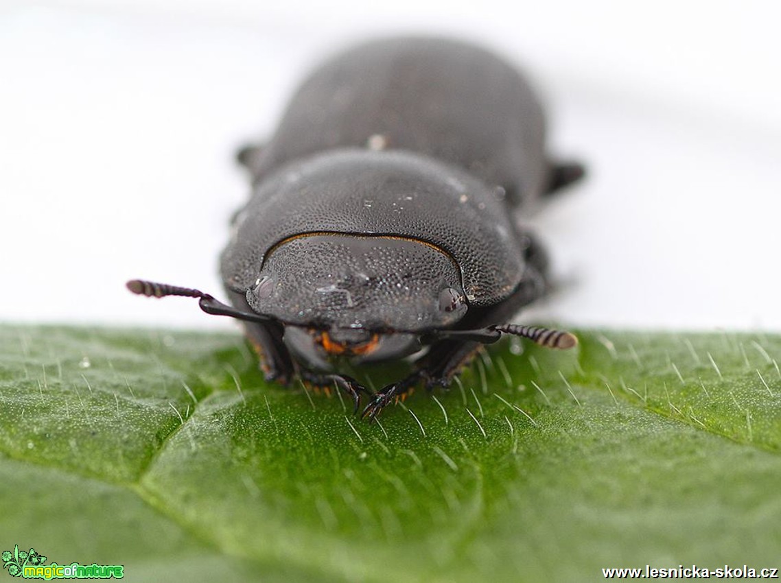 Roháček kozlík -  Dorcus parallelipipedus - Foto Jana Vondráčková  (2)