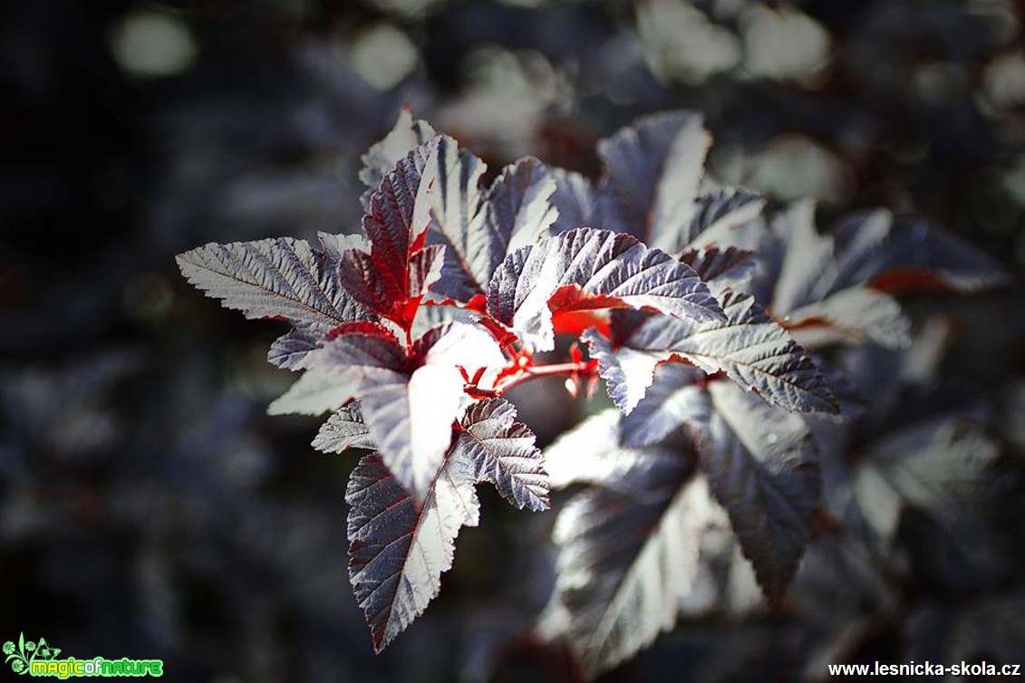 Tavola kalinolistá - Physocarpus opulifolius - Foto Jana Vondráčková