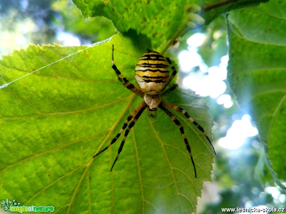 Křižák pruhovaný - Argiope bruennichi - Foto Filip Hubáček (1)