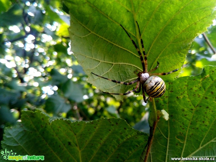 Křižák pruhovaný - Argiope bruennichi - Foto Filip Hubáček (2)