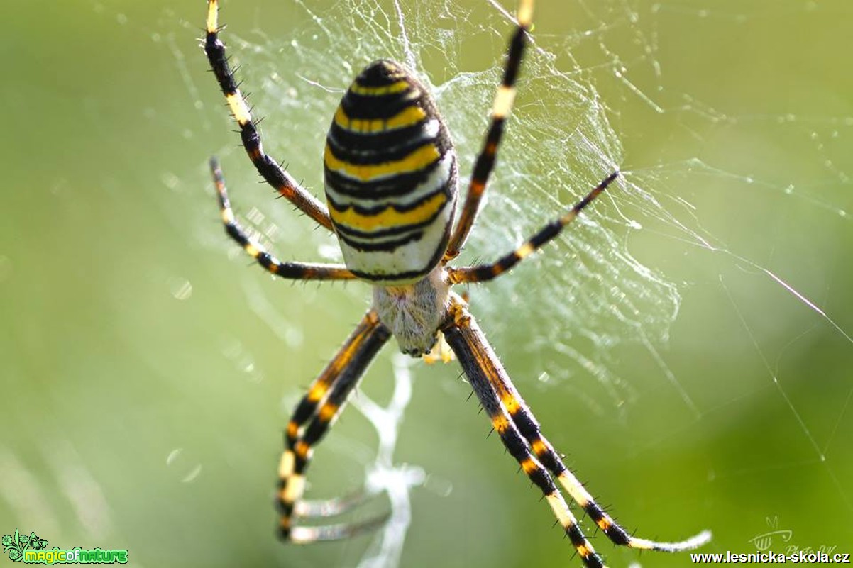 Křižák pruhovaný - Argiope bruennichi - Foto Jana Vondráčková