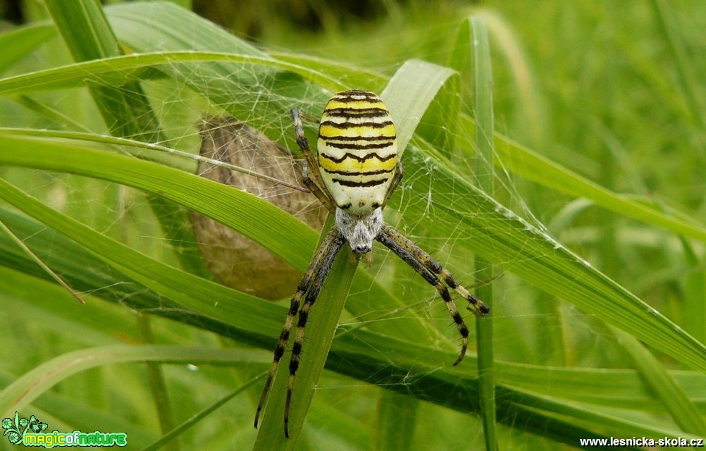 Křižák pruhovaný - Argiope bruennichi - Foto Pavel Stančík