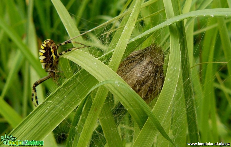 Křižák pruhovaný - Argiope bruennichi (2) - Foto Pavel Stančík