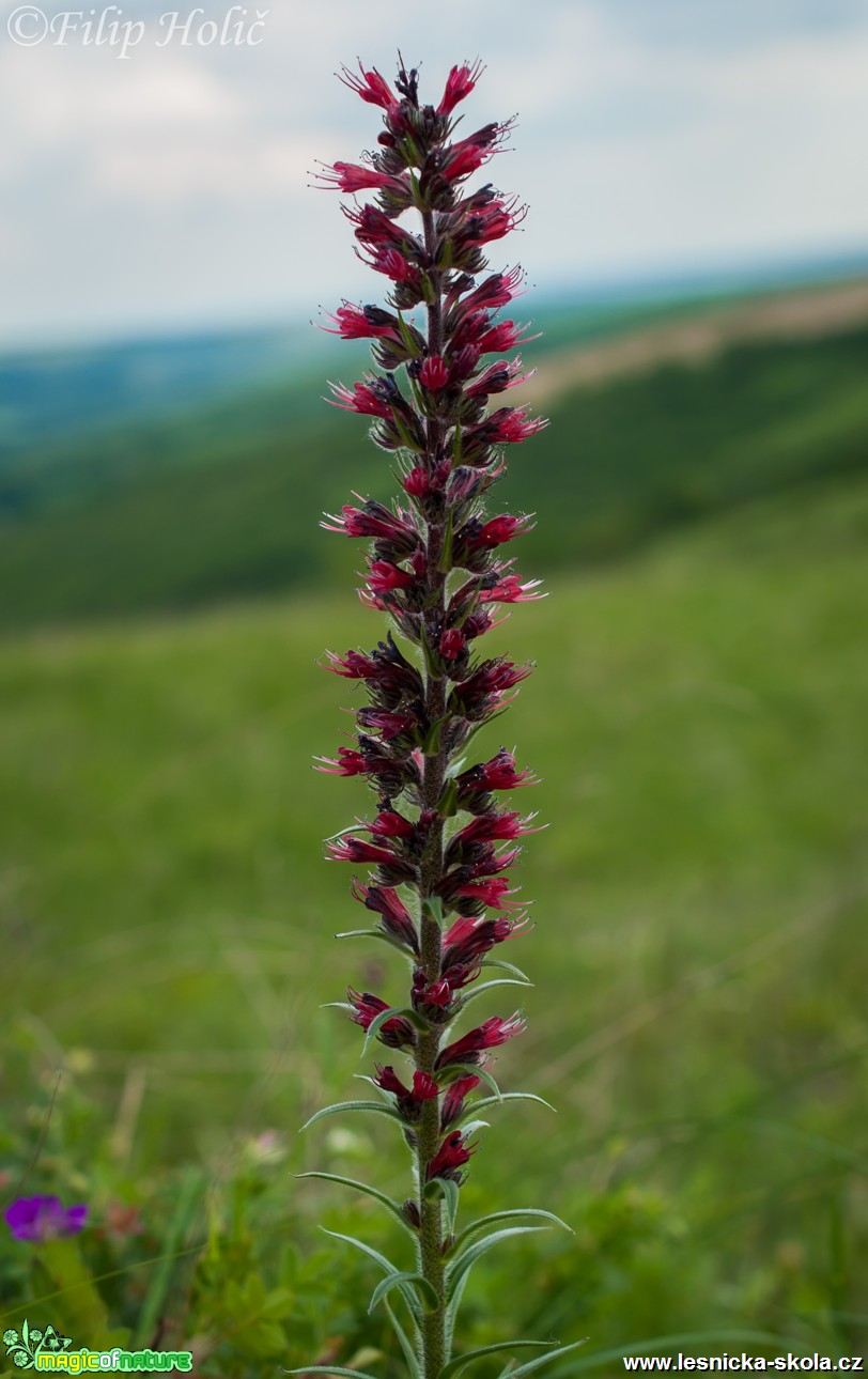 Hadinec červený - Echium maculatum - PR Kamenný vrch u Kurdějova - Foto Filip Holič