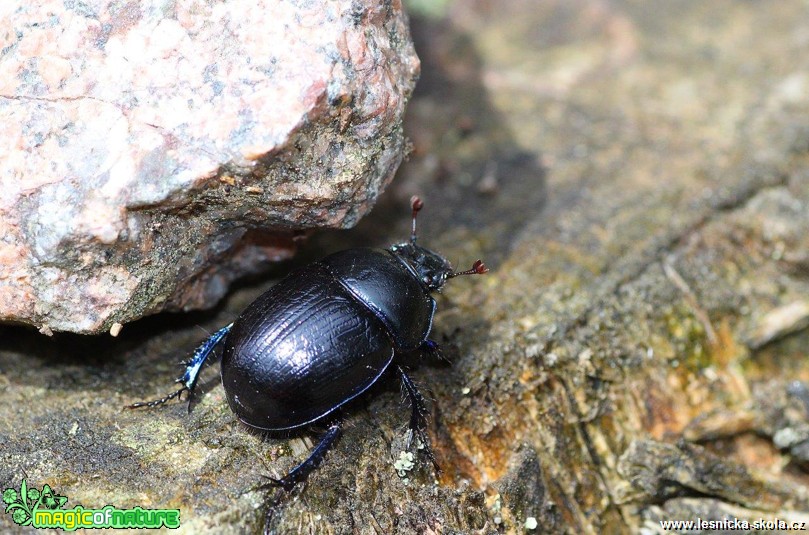 Chrobák lesní - Anoplotrupes stercorosus - Foto Jana Vondráčková (1)