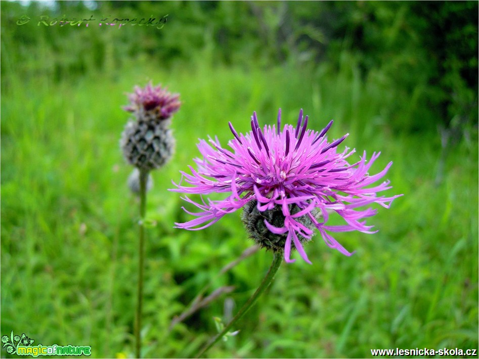 Chrpa luční - Centaurea jacea - Foto Robert Kopecký