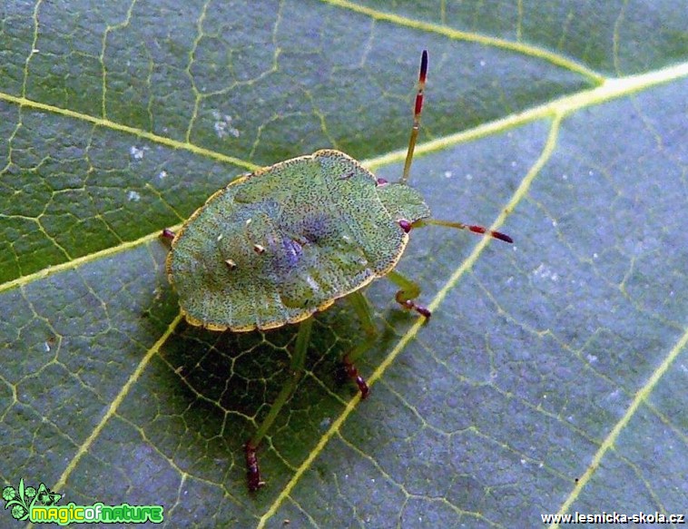 Kněžice zelená - Palomena viridissima - Foto Pavel Stančík