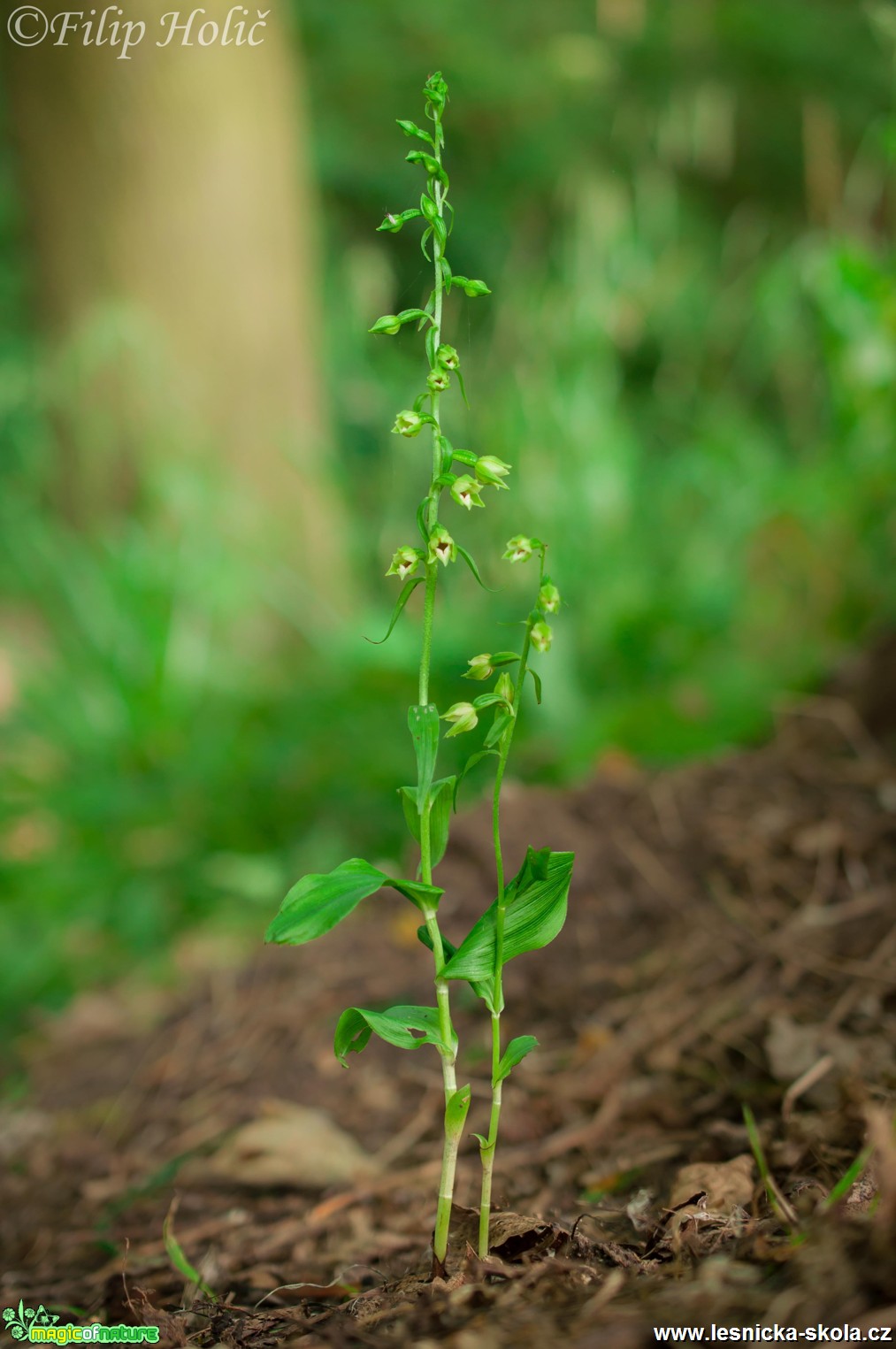 Kruštík polabský - Epipactis albensis - Foto Filip Holič (1)