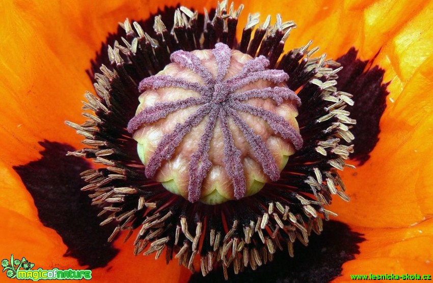 Mák východní - Papaver orientale (2) - Foto Pavel Stančík