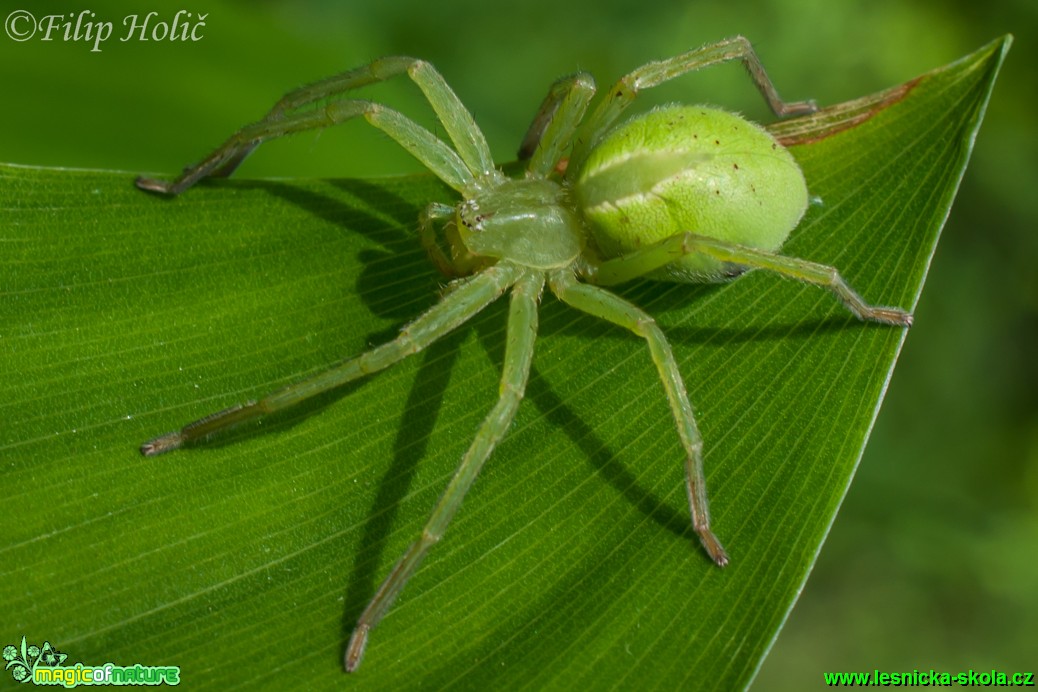 Maloočka smaragdová-  Micrommata virescens - PR Hodonínská doubrava - Foto Filip Holič