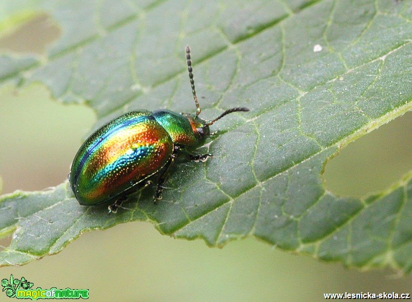 Mandelinka nádherná - Chrysolina fastuosa - Foto Jana Vondráčková