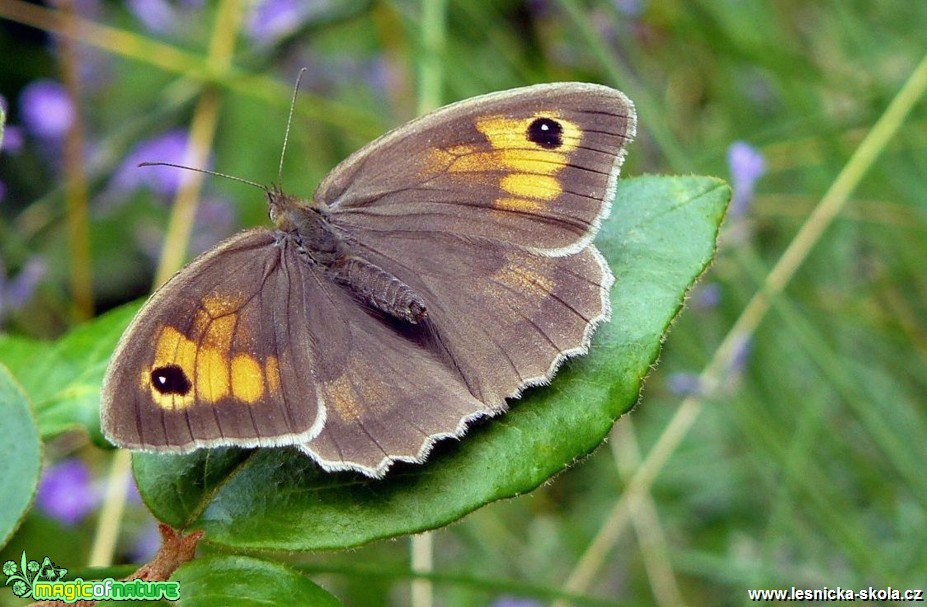 Okáč luční - Maniola jurtina - Foto Pavel Stančík