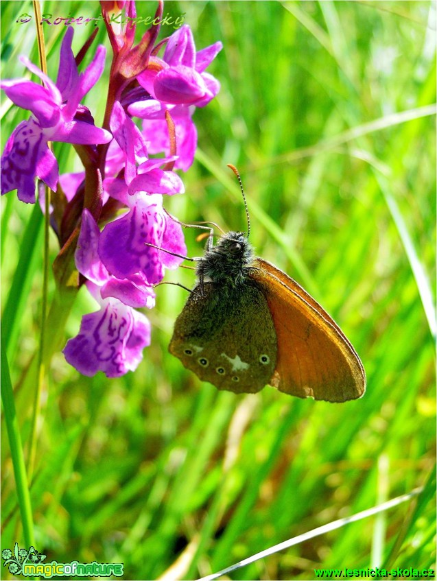 Okáč třeslicový - Coenonympha glycerion ♂ - Foto Robert Kopecký