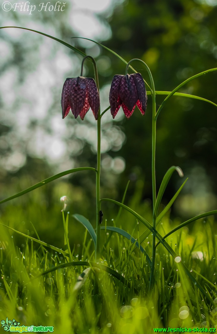 Řebčík kostkovaný - Fritillaria meleagris - Foto Filip Holič (3)