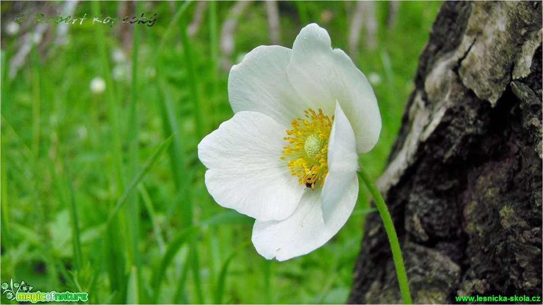 Sasanka lesní - Anemone sylvestris - Foto Robert Kopecký