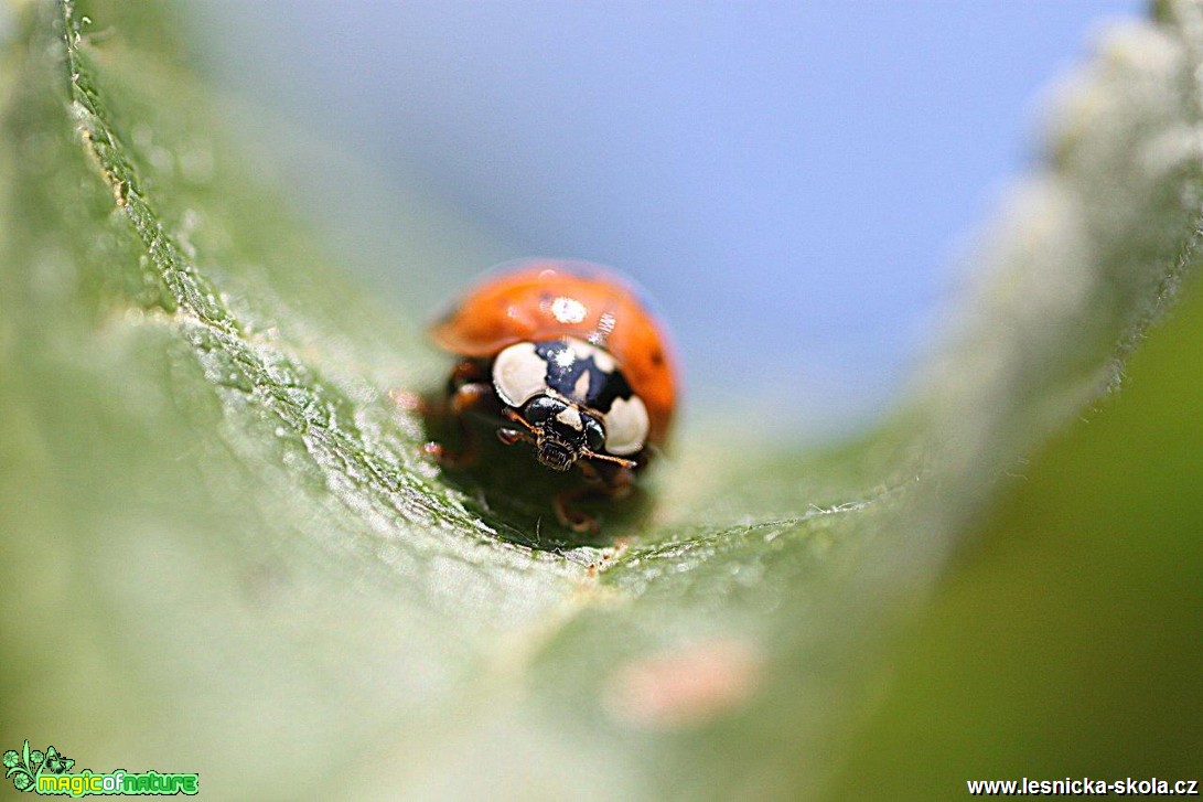 Slunéčko východní -Harmonia axyridis  - Foto Jana Vondráčková