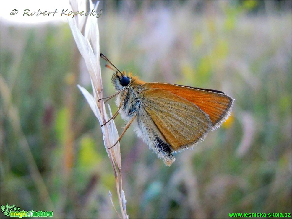 Soumračník čárečkovaný - Thymelicus lineola ♂ - Foto Robert Kopecký