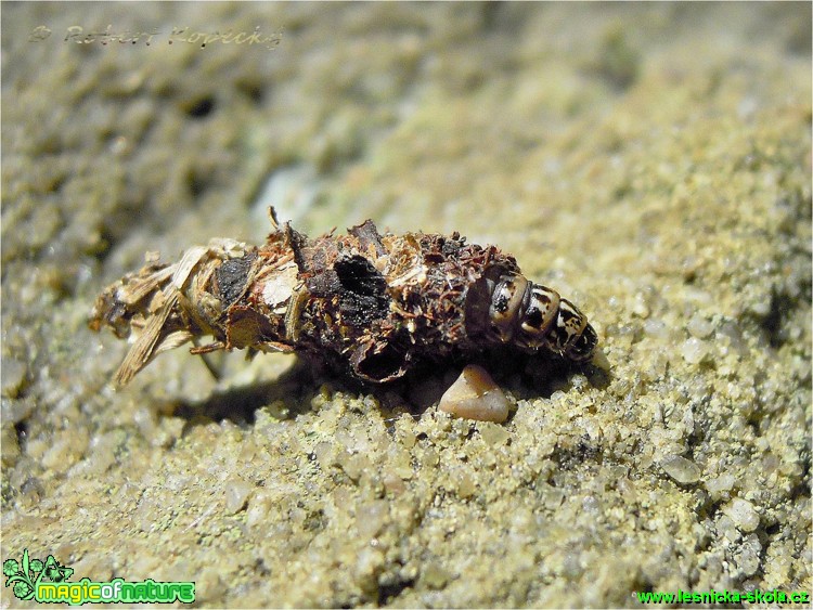 Vakonoš trávový - Canephora hirsuta_housenka - Foto Robert Kopecký