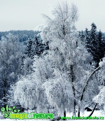 Zátiší pod Hrazeným (3) - Foto Lukáš Janata