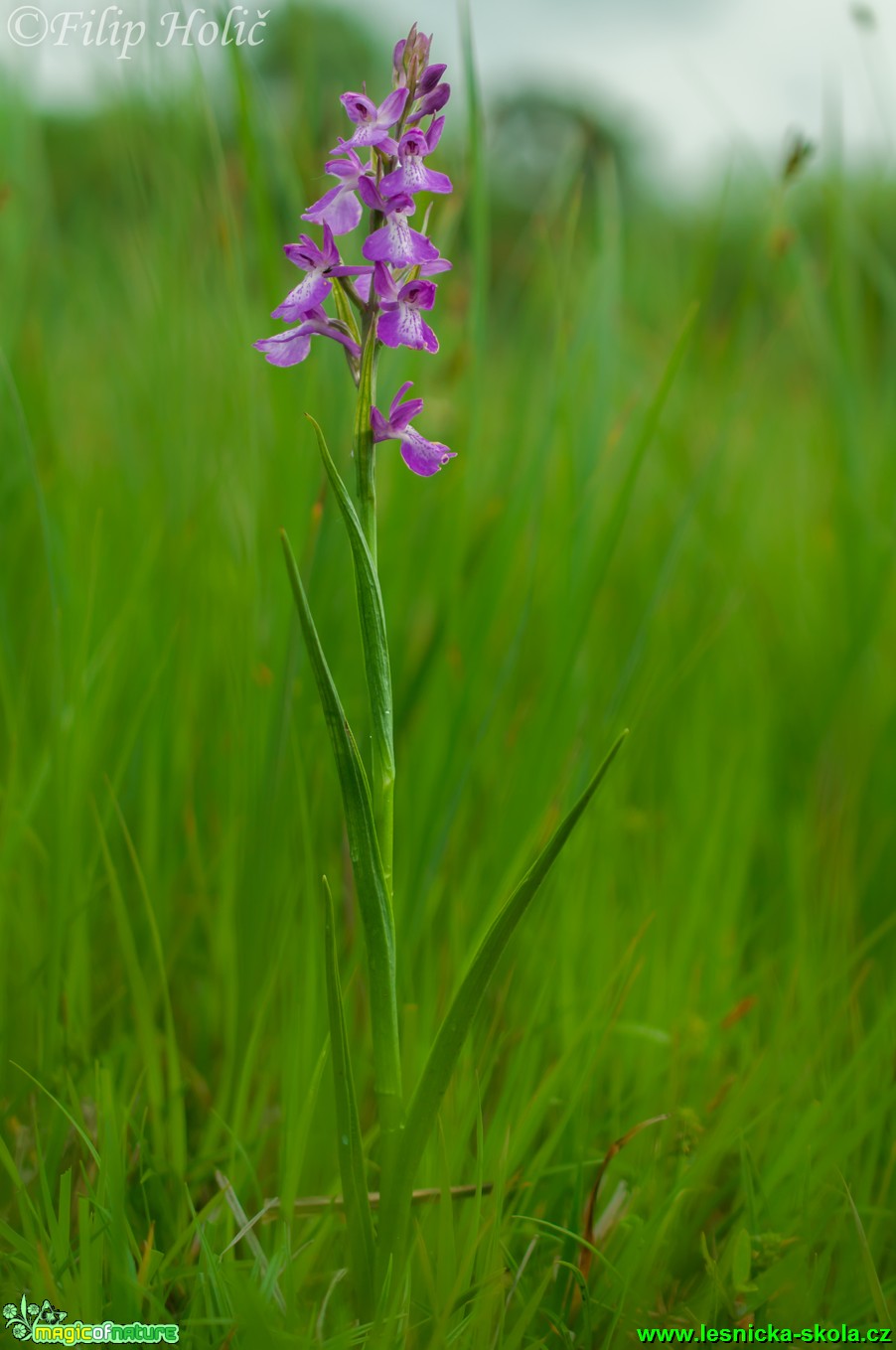 Vstavač bahenní - Orchis palustris - NPR Abrod - Foto Filip Holič (1)