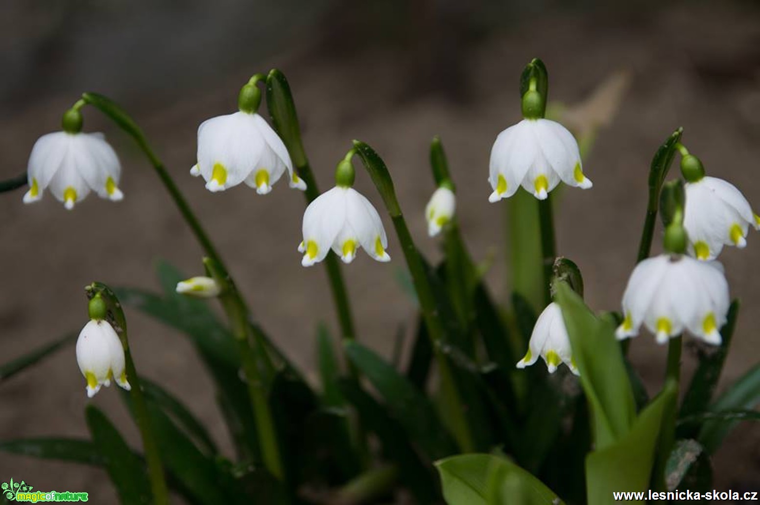 Bledule jarní - Leucojum vernum - Foto Jan Valach